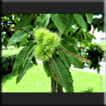 Edelkastanie/Esskastanie (Castanea sativa)