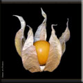 Kapstachelbeere (Physalis ogruviana)