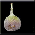 Feige (Ficus carica)